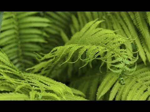 Reproducción en helechos: procesos y características