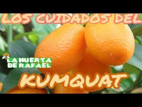 El cultivo de kumquats: consejos para plantar y cuidar tu &aacute;rbol