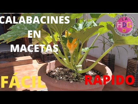 Plantar calabacines en maceta: guía completa