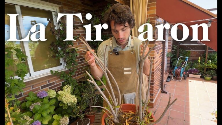 Las Mejores Floristerías Baratas en Murcia