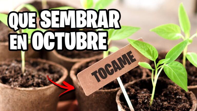 Calendario de siembra en la Comunidad Valenciana