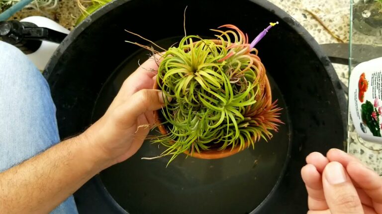 Abono casero efectivo para tillandsias