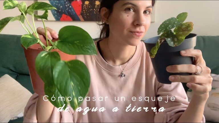 Trasplante de agua a tierra: gu&iacute;a completa