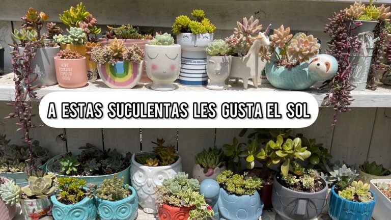 Consejos para el cuidado de suculentas en exteriores