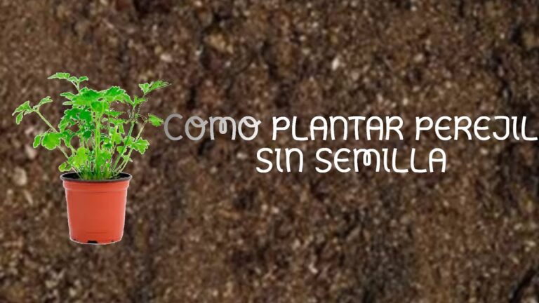 Guía para Cultivar Perejil en Maceta sin Semillas