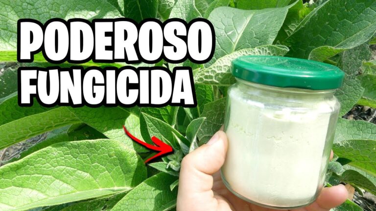 Beneficios del fungicida para plantas: ¿Para qué sirve?
