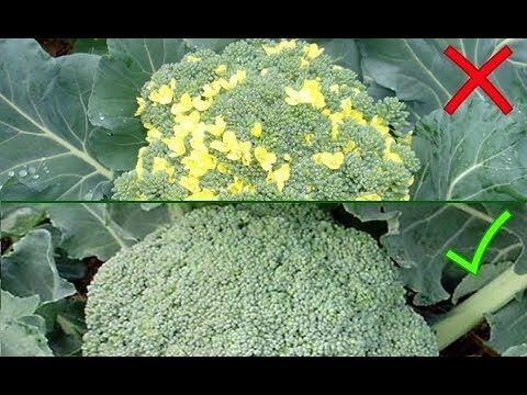 ¿Es útil el brócoli amarillo?