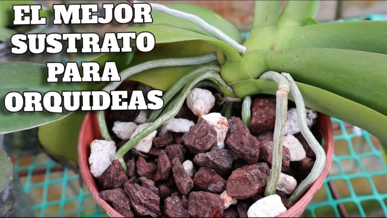 Mejores sustratos caseros para orquídeas
