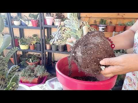 Gu&iacute;a para Cultivar Kalanchoe con Tallos Largos
