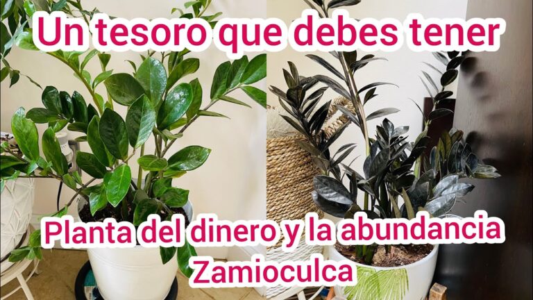 Guía de precios de la Zamioculca: Todo lo que necesitas saber