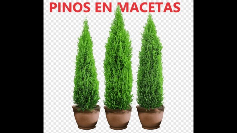 C&oacute;mo cuidar pinos enanos en macetas