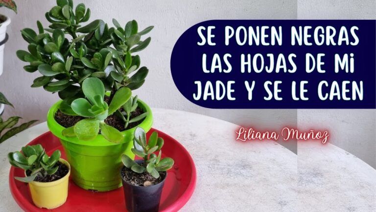 Razones por las que el árbol de jade pierde hojas