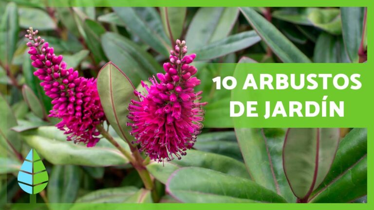 Arbustos ornamentales para el jard&iacute;n