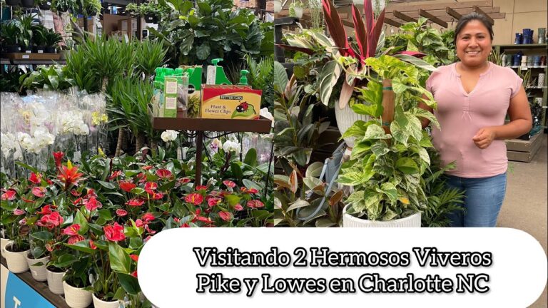 Viveros de plantas cerca de mí: Encuentra el mejor