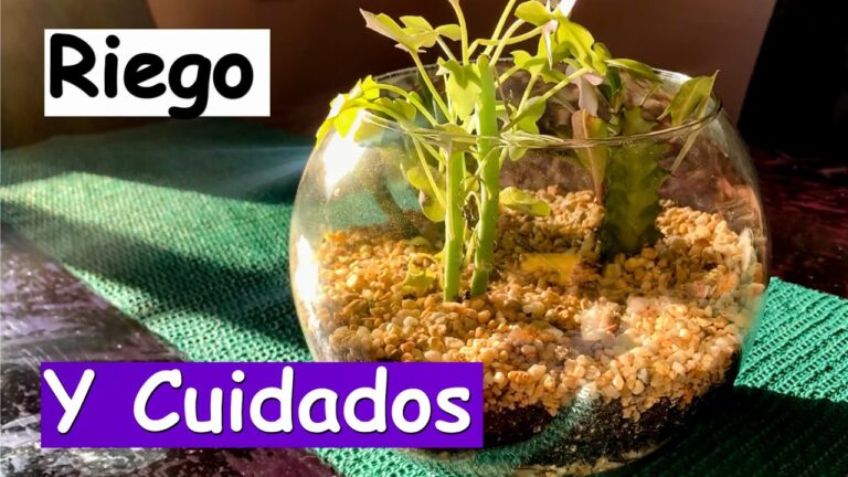 Cuidado &oacute;ptimo de terrarios de suculentas