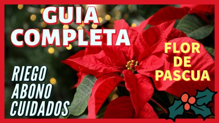 Consejos para el Cuidado de las Plantas de Poinsettia