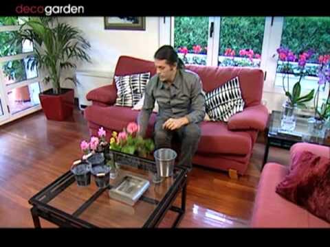 Plantas ideales para centros de mesa de comedor