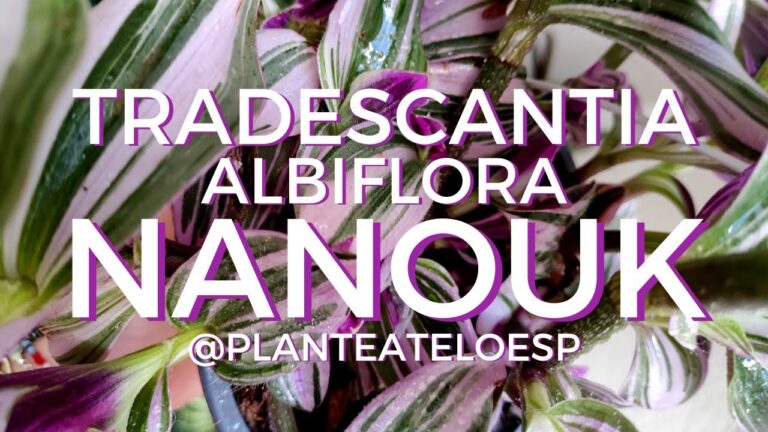 Guía de Cuidados para Tradescantia Nanouk