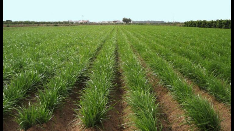 Guía de Cultivo: Qué Plantar en Agosto en Valencia