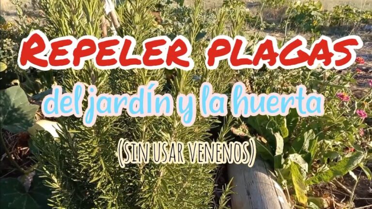 Plantas repelentes de pulgones