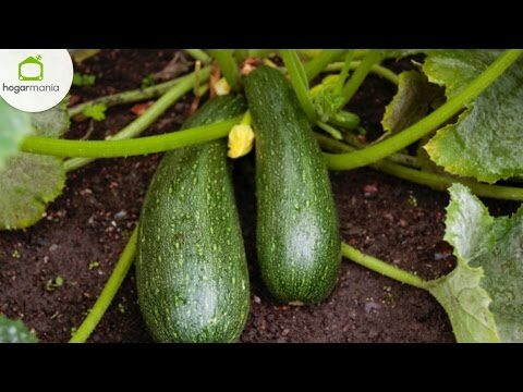 Guía para cultivar calabacines con éxito