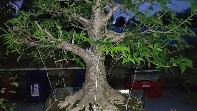 Bonsái de Baobabs: Guía Completa para su Cultivo
