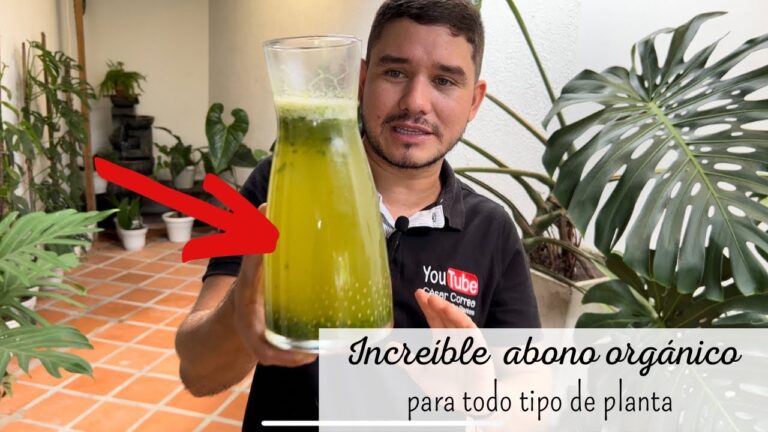 El Mejor Fertilizante para Plantas de Interior