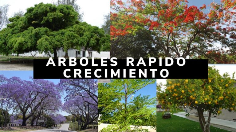 Los &aacute;rboles de crecimiento acelerado: una gu&iacute;a completa