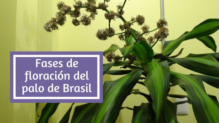 Secretos de la Flor del Tronco de Brasil