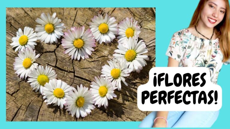 Las mejores flores para secar: guía completa