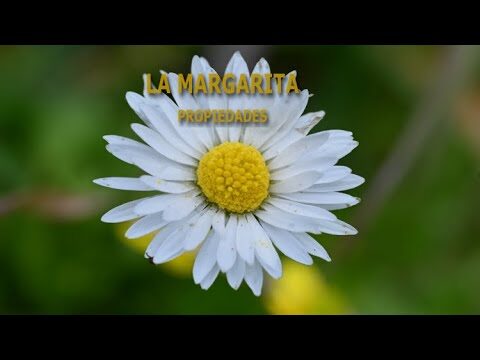 Beneficios de la margarita: para qué sirve esta planta medicinal