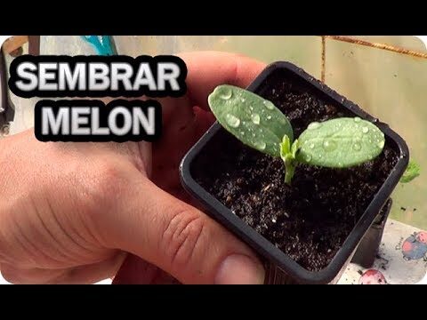 Semilleros de Melón: Guía para una Siembra Exitosa