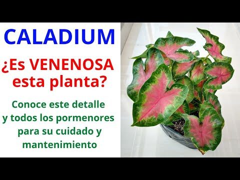 Guía completa para el cuidado de las caladium gatos