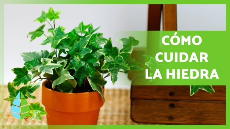 Cuidados Esenciales para Hiedras Saludables