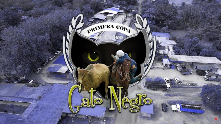 Coleo de gatos: todo lo que necesitas saber