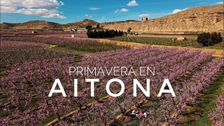 Campos de Girasoles en Cataluña: Un Paraíso de Color