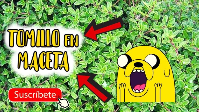 Guía para cuidar el tomillo en maceta