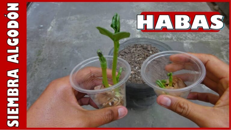 Tiempo de Germinación de las Habas