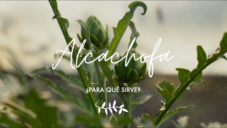 Beneficios del t&eacute; de alcaucil: propiedades y usos