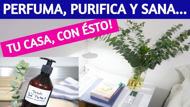 D&oacute;nde comprar eucalipto natural cerca de m&iacute;