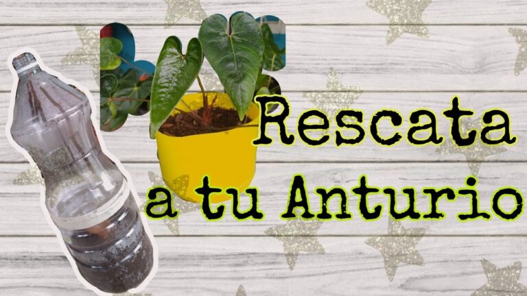 Recuperar el anturio: consejos prácticos y efectivos