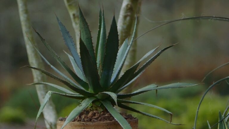 Tipos de Pitas: Guía Completa de Plantas y Cuidados