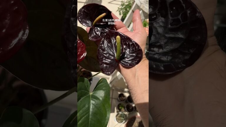 Guía de Cuidado para Anturios Flores Sin Color