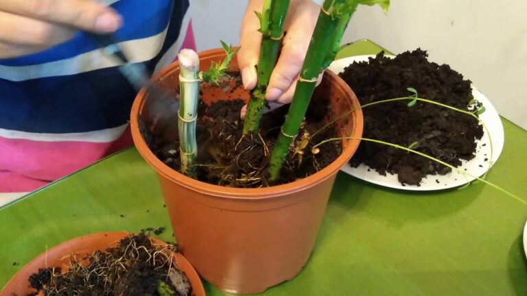 Fertilizante Casero Efectivo para Bambú en Agua