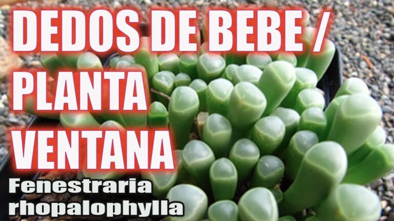 Cultivo y Cuidado de Suculentas Dedos de Bebé