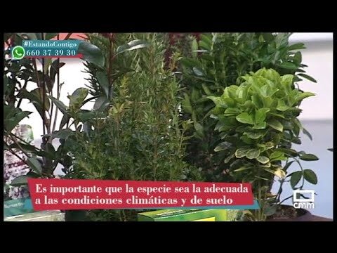 Arbustos Perennes de R&aacute;pido Crecimiento: Gu&iacute;a Esencial