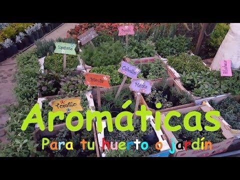 Gu&iacute;a de Plantas Arom&aacute;ticas Perennes para tu Jard&iacute;n