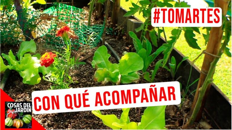 Estrategias Efectivas para Asociaciones de Tomate