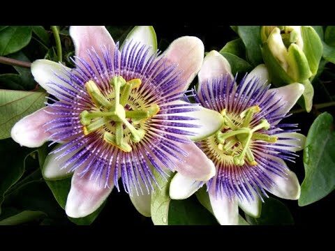 Descubre la Belleza del Rosal de Pasión
