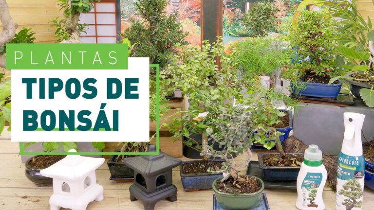 Guía de Tipos de Bonsáis de Interior